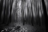 Dark forest ; comments:8