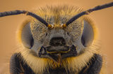 Пчела ; comments:4