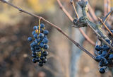 Последното есенно грозде ; comments:5