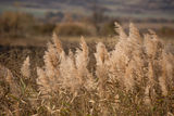 Есенни треви в полето. ; comments:2