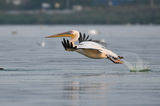 Розов пеликан/ Great white pelican ; comments:12