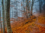 Есен в гората ; comments:5