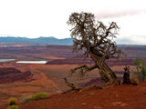 Bristlecone­ pine ; comments:6