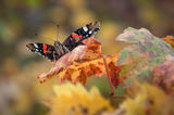 Есенна пеперуда ; comments:6