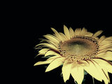 no name ( ID=2191599 ) ; comments:4