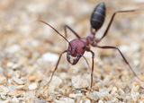 Червена горска мравка ; comments:7