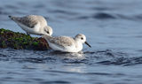 Трипръсти брегобегачи / Calidris alba ; comments:5