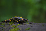 Дъждовник (Salamandra salamandra) ; Коментари:39