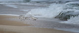 Бягащи пред вълните / Calidris alba ; comments:7