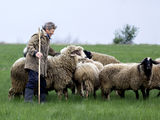 Пастирът и стадото ; comments:5