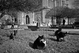Котки в близост с църквата ; Коментари:6