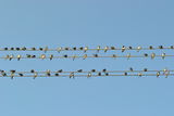 Птици върху жици ; comments:2