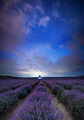 Lavender nights ; comments:6