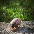 Snail***...! :) ; comments:2