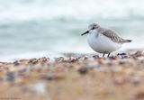 Трипръст брегобегач (Calidris alba) ; comments:4