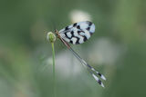 Лентокрилка (Nemoptera sinuata) ; Коментари:10