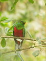 White-tipped quetzal (Pharomachrus fulgidus) ; Comments:5