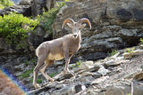 Bighorn sheep ; Comments:5