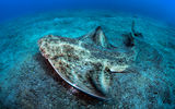 Angelshark ; comments:10