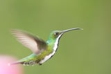 Green-breasted mango (Anthracothorax prevostii), female ; comments:14