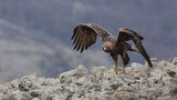 Скален орел /Aquila chrysaetos/ ; Коментари:12