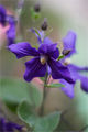 Клематис (Clematis) ; comments:27