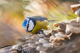 Eurasian blue tit ; comments:9