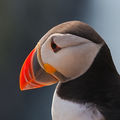 Puffin ; comments:28