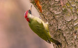 Green woodpecker ; comments:14