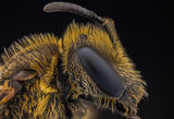 Пчела ; comments:8