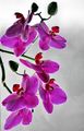 Не обичам орхидеи,но... ; comments:16