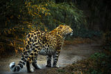 Амурски леопард ; Коментари:27