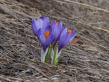 Crocus vernus ; comments:8