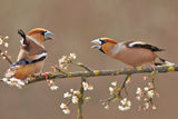 черешарки/Hawfinch/Coccothraustes coccothraustes ; comments:72