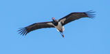 Black stork Ciconia nigra in flight ; comments:8