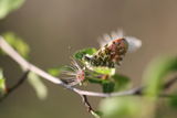 Anthocharis cardamines ; comments:8