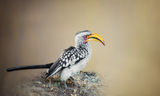 Hornbill - Птица носорог ; comments:19