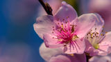 Пролет в розово ; comments:5