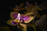 Орхидея ; comments:5