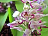 Маймунска орхидея ; comments:4