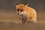 лисица/Red fox/Vulpes vulpes ; comments:46