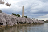 The Washington Monument в цъфналите вишни ; comments:4