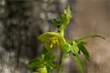 Кукуряк (Helleborus odorus ) ; comments:19