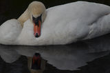 Swan ; comments:8