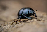 .dung beetle out and about. ; comments:6