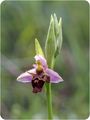 Двурога пчелица (Ophrys L.) ; comments:7
