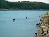 Дунавски риболов ; comments:20