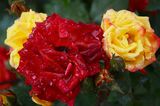Водни рози ; comments:2
