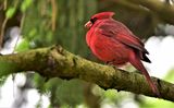 Red Cardinal ; comments:8