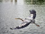 Great Blue Heron ; comments:10